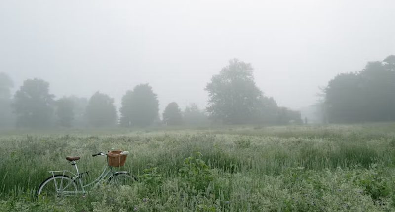 Fog over a summer meadow at dawn